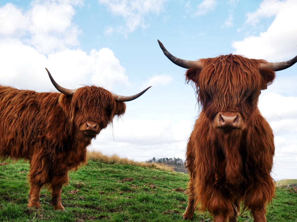 S2 Highland cows